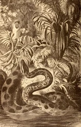 獲物を探しているアナコンダ、スペインで出版された「La Vida de los Animales」からc.1885